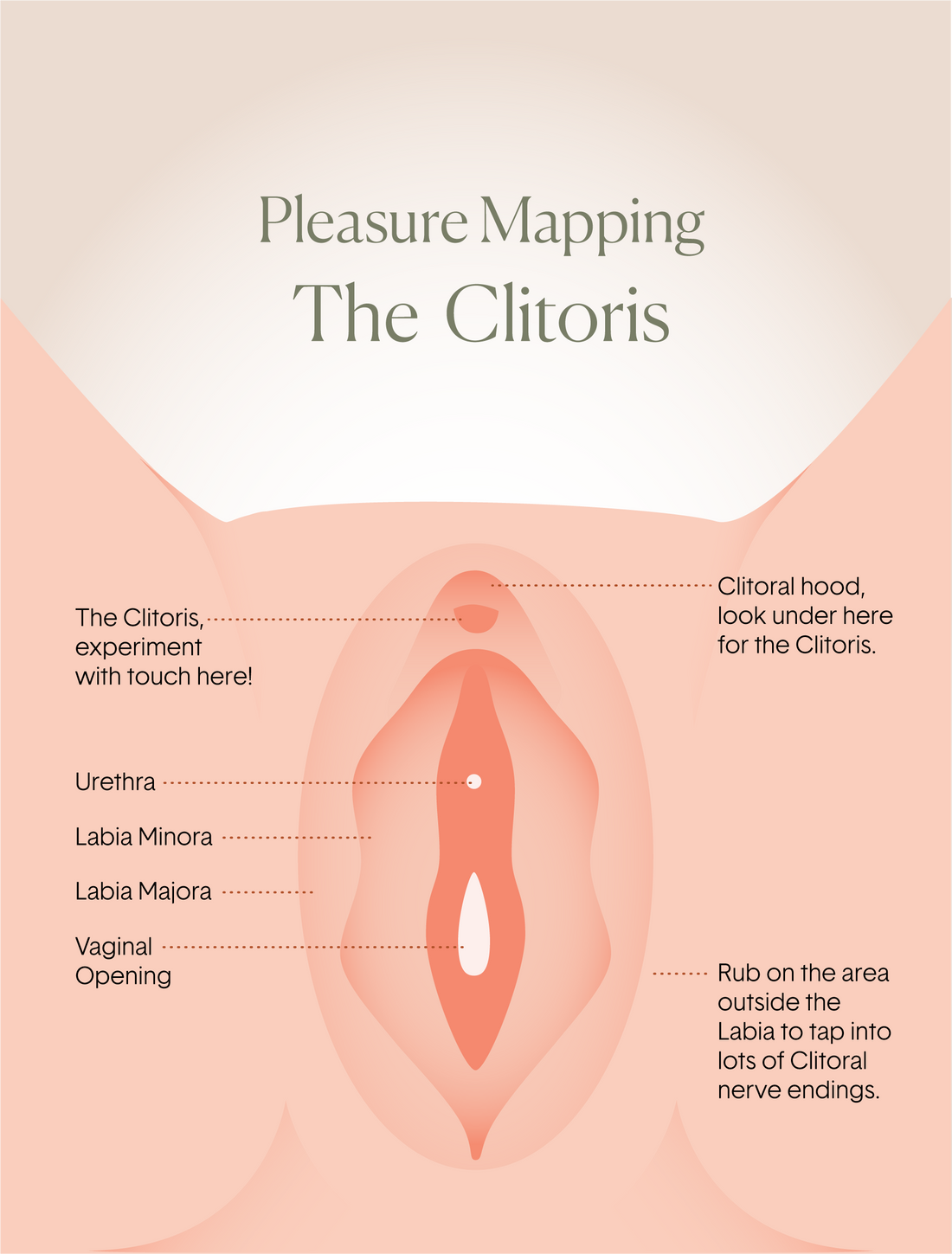 Where is the Clitoris?