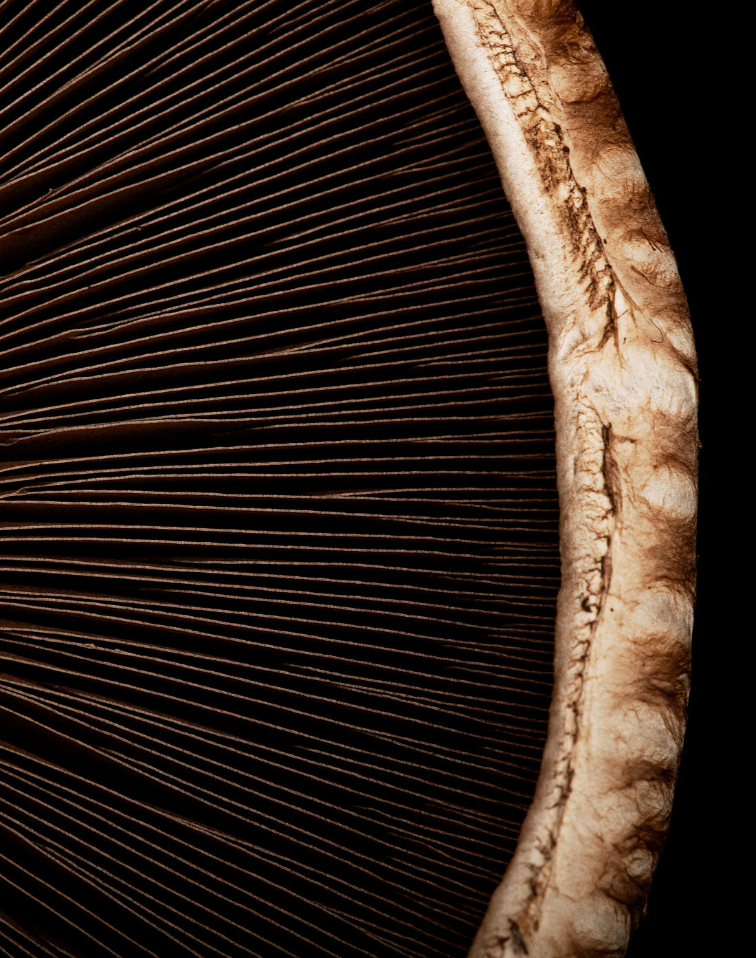 How Mushrooms Can Transform Your Sex Life